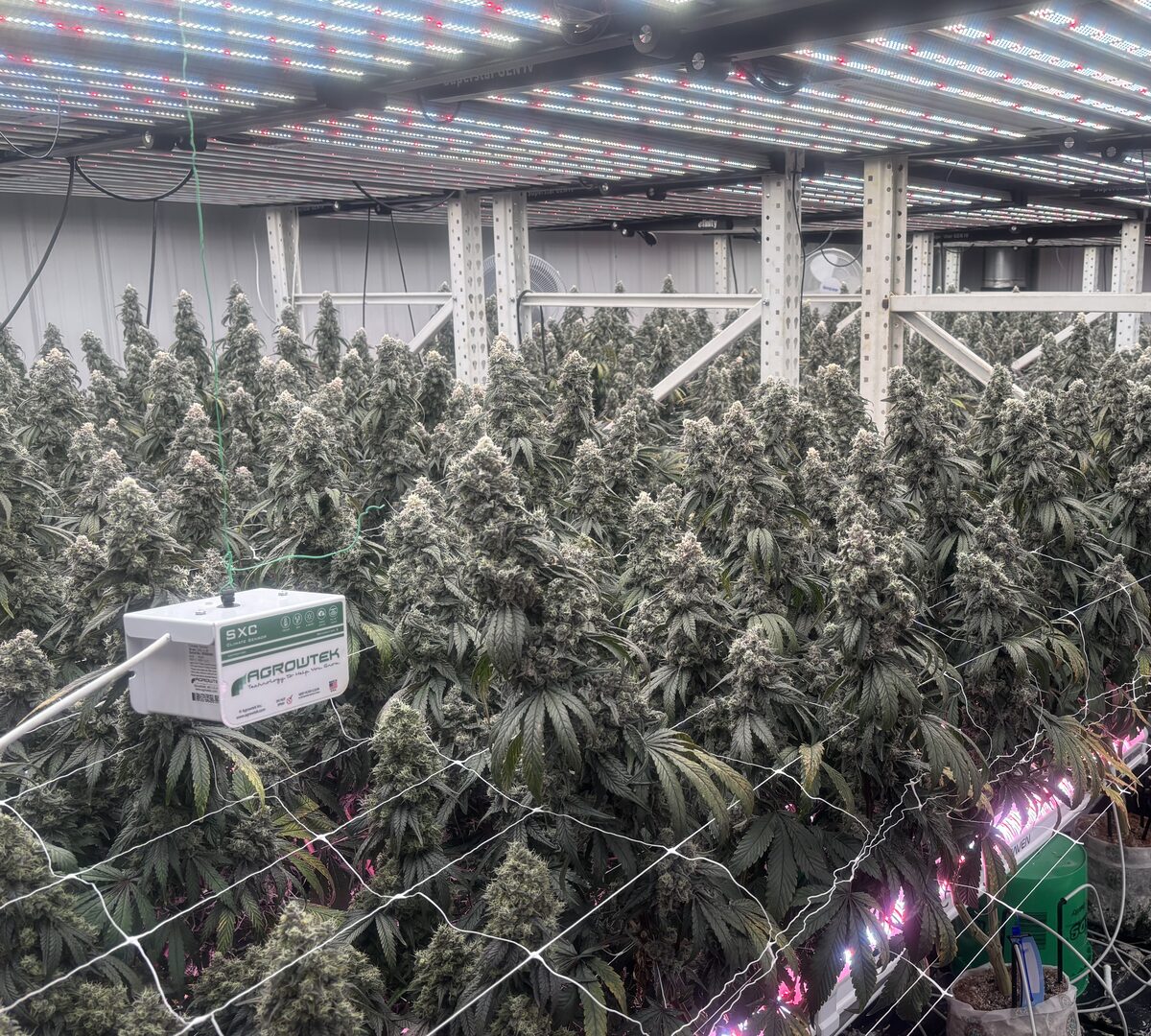 Commercial cultivation facility with Agrowtek controller and eFinity LED lighting
