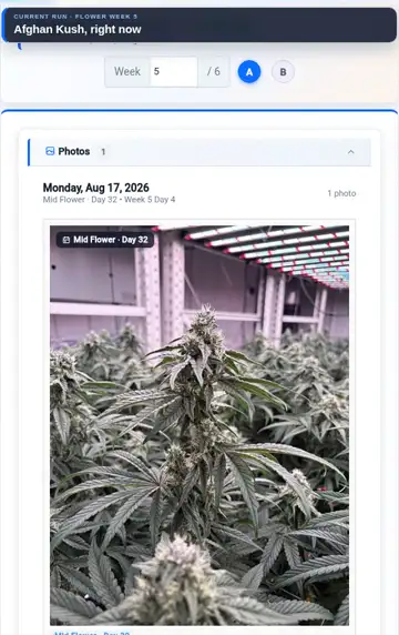 Actual comparison tutorial showing the current Afghan Kush crop at flower week five, with its dated crop photo.