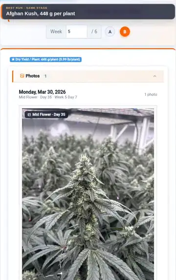 Actual comparison tutorial showing an earlier Afghan Kush run at the same flowering stage, with its photo and recorded yield.